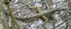Anolis roquet