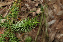 Phyllota phylicoides