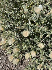 Mentzelia involucrata