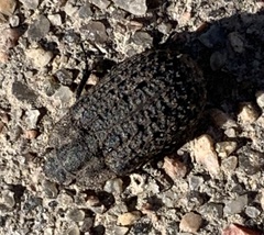 Thanatophilus lapponicus