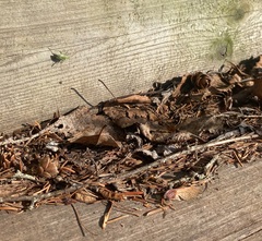 Adelphocoris lineolatus