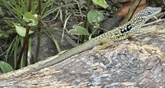 Anolis roquet