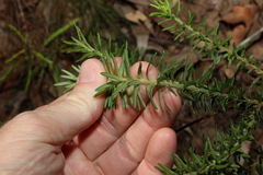 Phyllota phylicoides