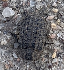 Thanatophilus lapponicus