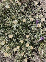 Mentzelia involucrata