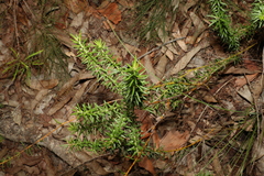 Phyllota phylicoides