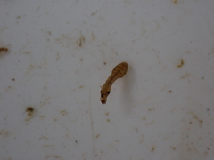 Austrosimulium