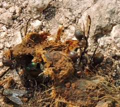 Diacrita