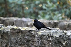 Turdus merula