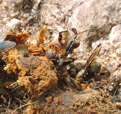 Diacrita