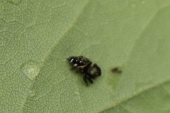 Paraphidippus aurantius