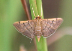 Omiodes indicata