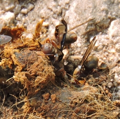 Diacrita