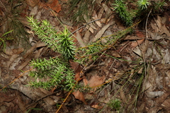 Phyllota phylicoides