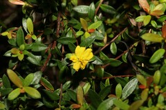 Hibbertia nitida