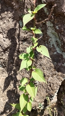 Reynoutria multiflora