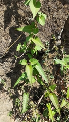 Reynoutria multiflora