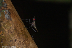 Neriidae