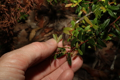 Hibbertia nitida