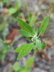 Chenopodium betaceum