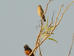 Sporophila ruficollis