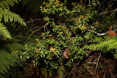 Hibbertia nitida