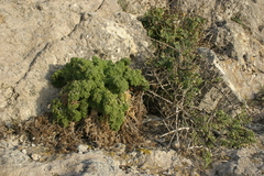 Sonchus tenerrimus amicus