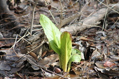 Symplocarpus foetidus