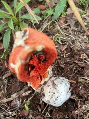 Clathrus columnatus