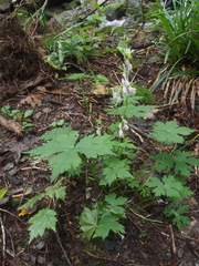 Aconitum loczyanum