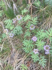 Hydrophyllum capitatum