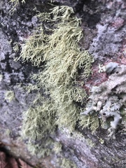 Ramalina intermedia
