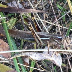 Stethophyma lineatum