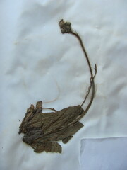 Pilosella aurantiaca