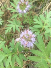 Hydrophyllum capitatum