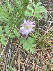 Hydrophyllum capitatum