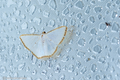 Leuciris