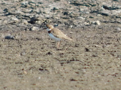 Charadrius collaris