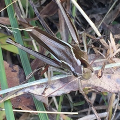 Stethophyma lineatum
