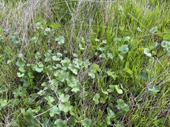 Sidalcea sparsifolia