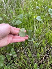 Sidalcea sparsifolia