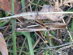 Stethophyma lineatum