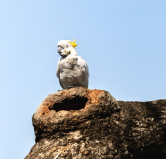 Cacatua sulphurea