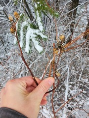 Philadelphus lewisii