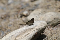 Aeromachus bandaishanus