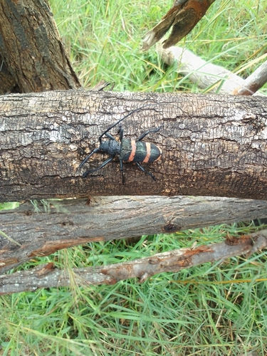 Ceroplesis orientalis