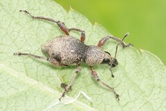 Metapocyrtus adspersus