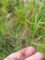 Agrostis canina