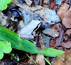 Litoria latopalmata