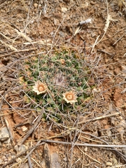 Mammillaria uncinata